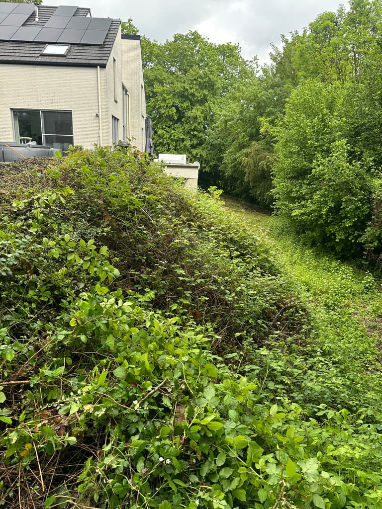 Haie envahie de ronces le long d'une terrasse, avant taille, Presles