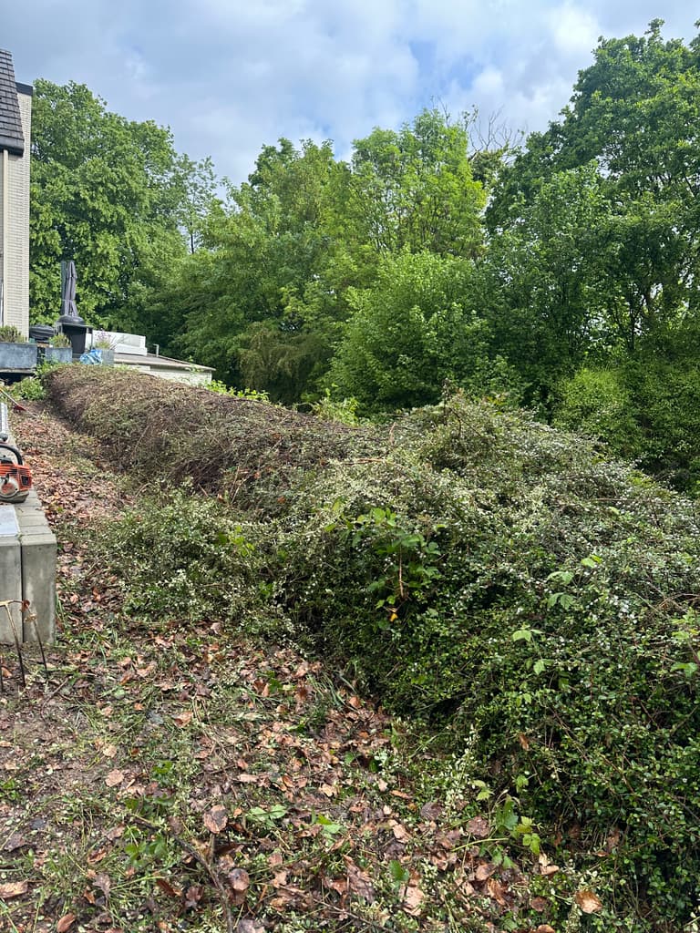 Haie en cours de taille sévère, déchets au sol, Presles