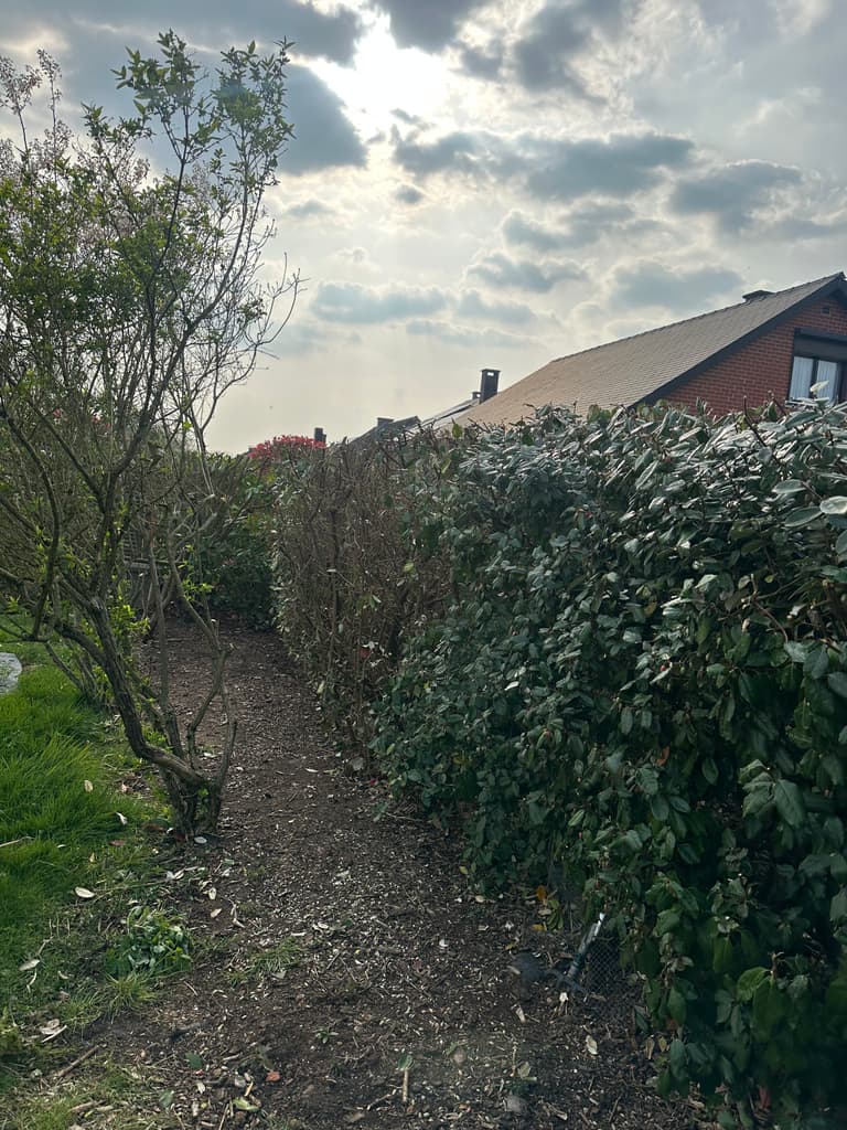 Haie de photinia trop large avant taille, Gozée