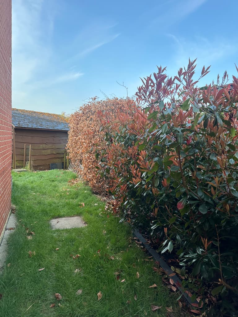 Haie de photinia taillée le long de la pelouse, Gozée