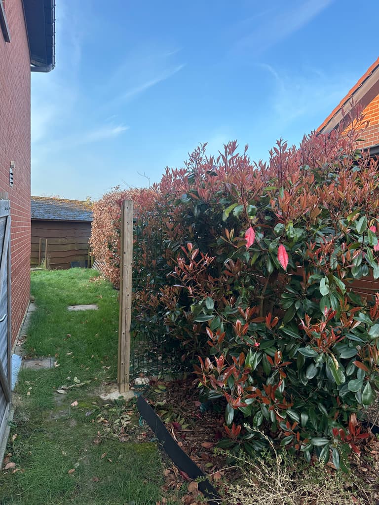 Haie de photinia taillée nette, vue en enfilade, Gozée