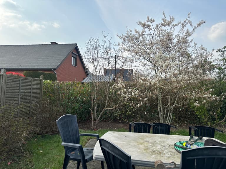 Arbustes en fleurs et haie envahissante autour de la terrasse, avant taille, Gozée