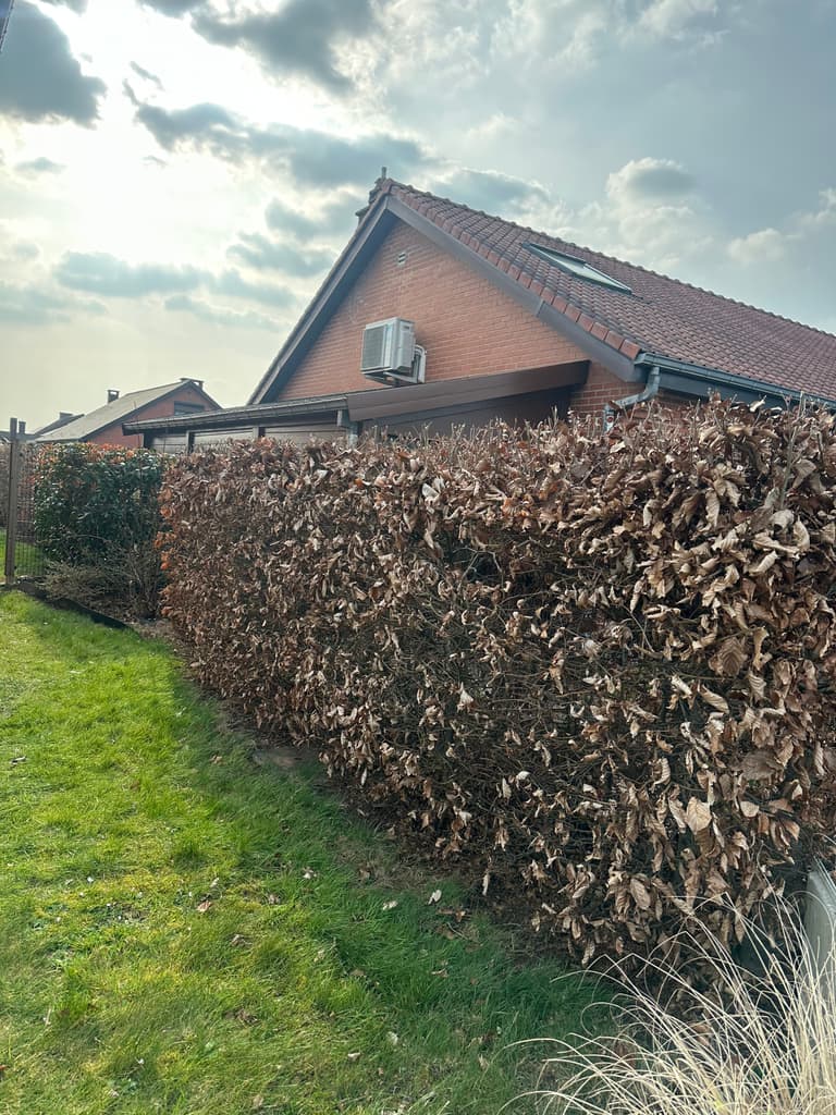 Haie de hêtre taillée le long de la pelouse, Gozée