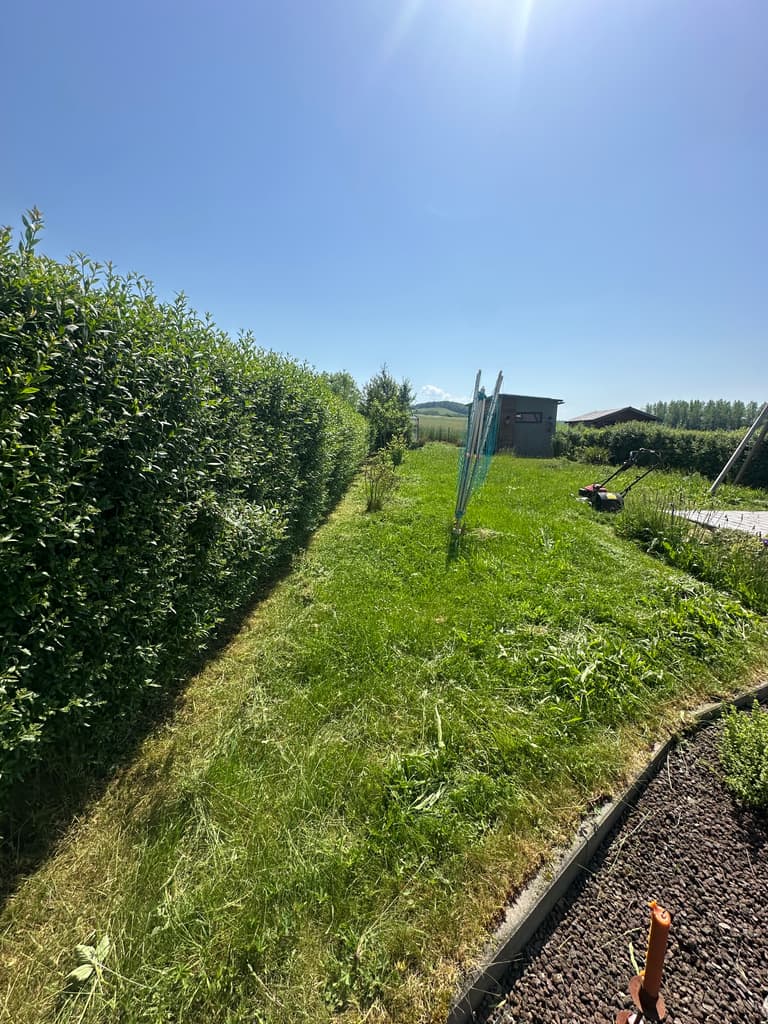 Haie taillée en bordure de pelouse tondue, Dion (Beauraing)