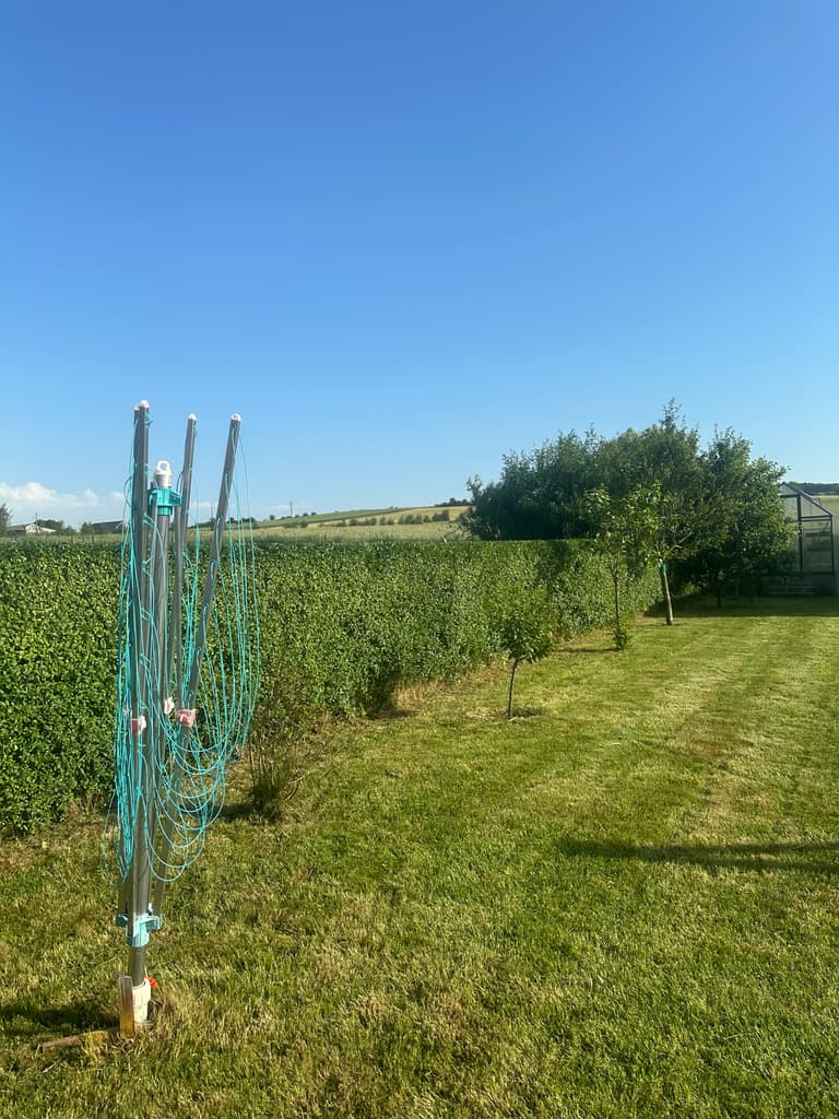 Jeune fruitier tuteuré dans la pelouse tondue, Dion (Beauraing)