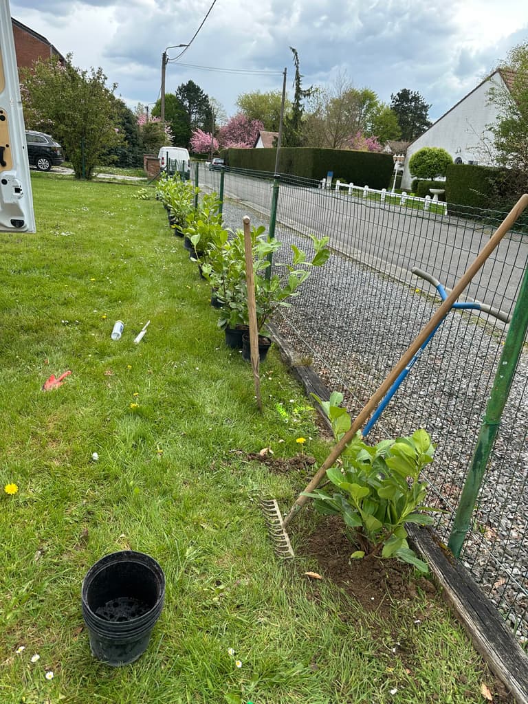 Jeunes lauriers plantés le long de la clôture, Gozée