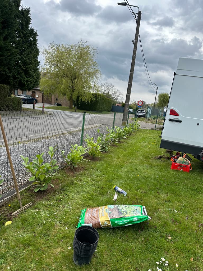 Lauriers plantés côté rue, matériel de plantation, Gozée