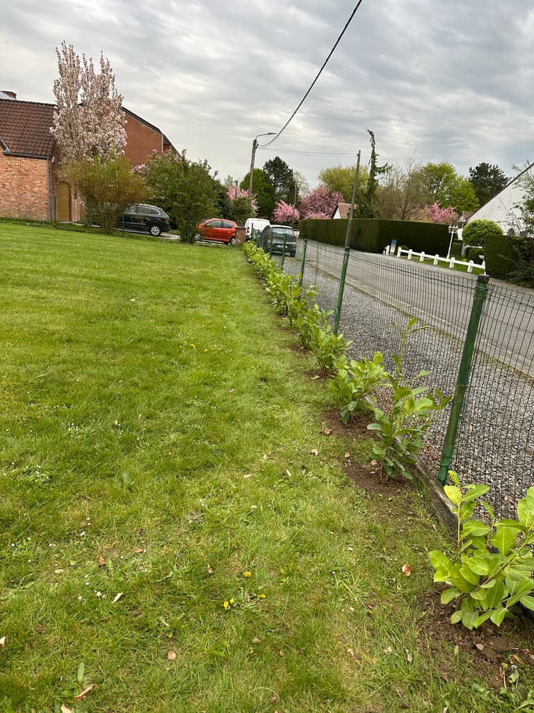 Haie de laurier plantée sur toute la longueur de la clôture, Gozée
