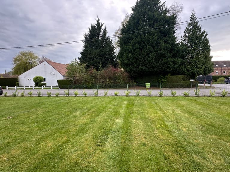 Pelouse tondue en bandes après plantation de la haie, Gozée