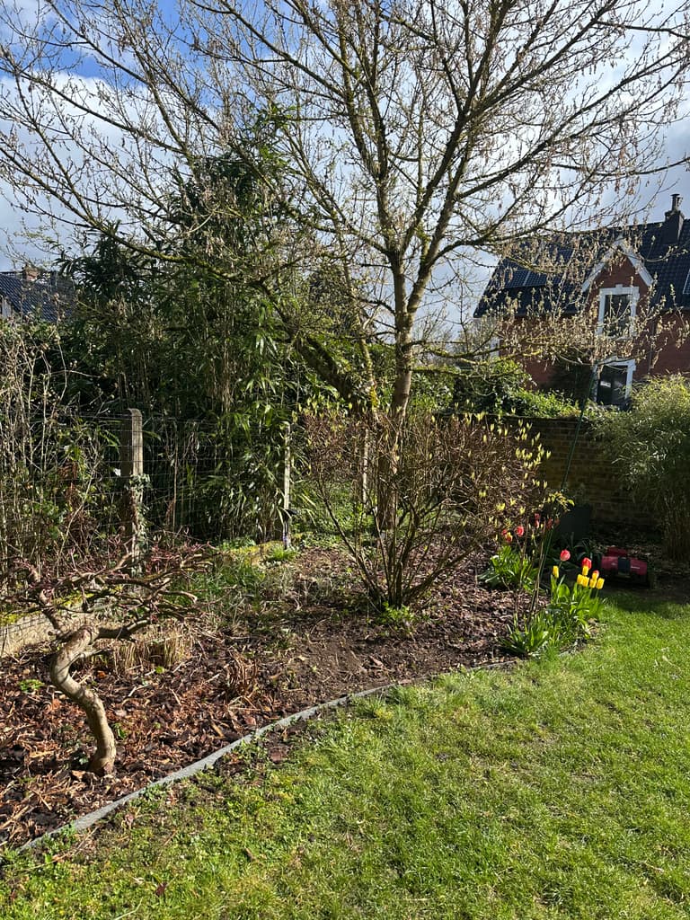 Parterre désherbé avec tulipes en fleurs, Loverval