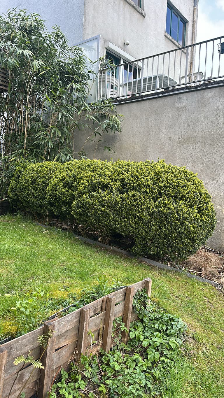 Buis taillés en bordure de pelouse, Loverval