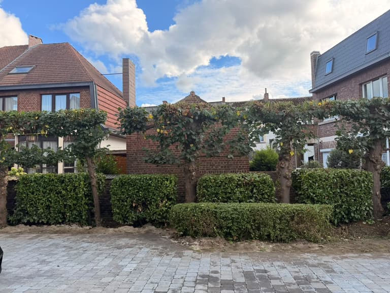 Arbres palissés et haie basse taillés devant la maison, Loverval